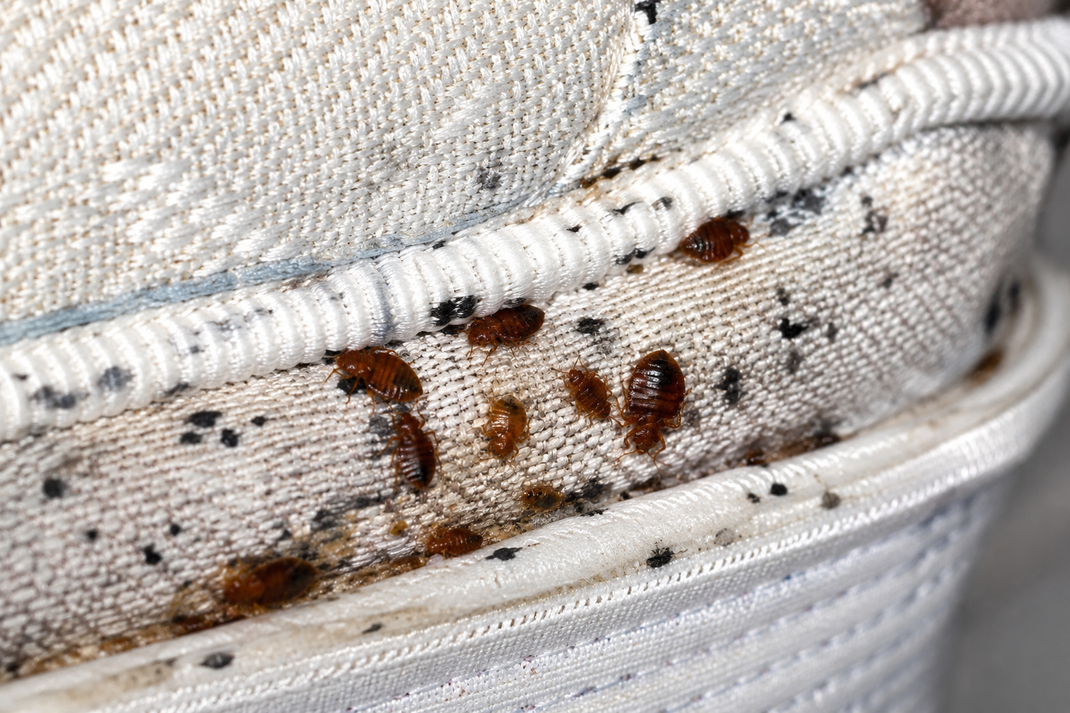 Bed bugs hidden in a mattress seam — one of many harbourages that must be thoroughly heated during treatment
