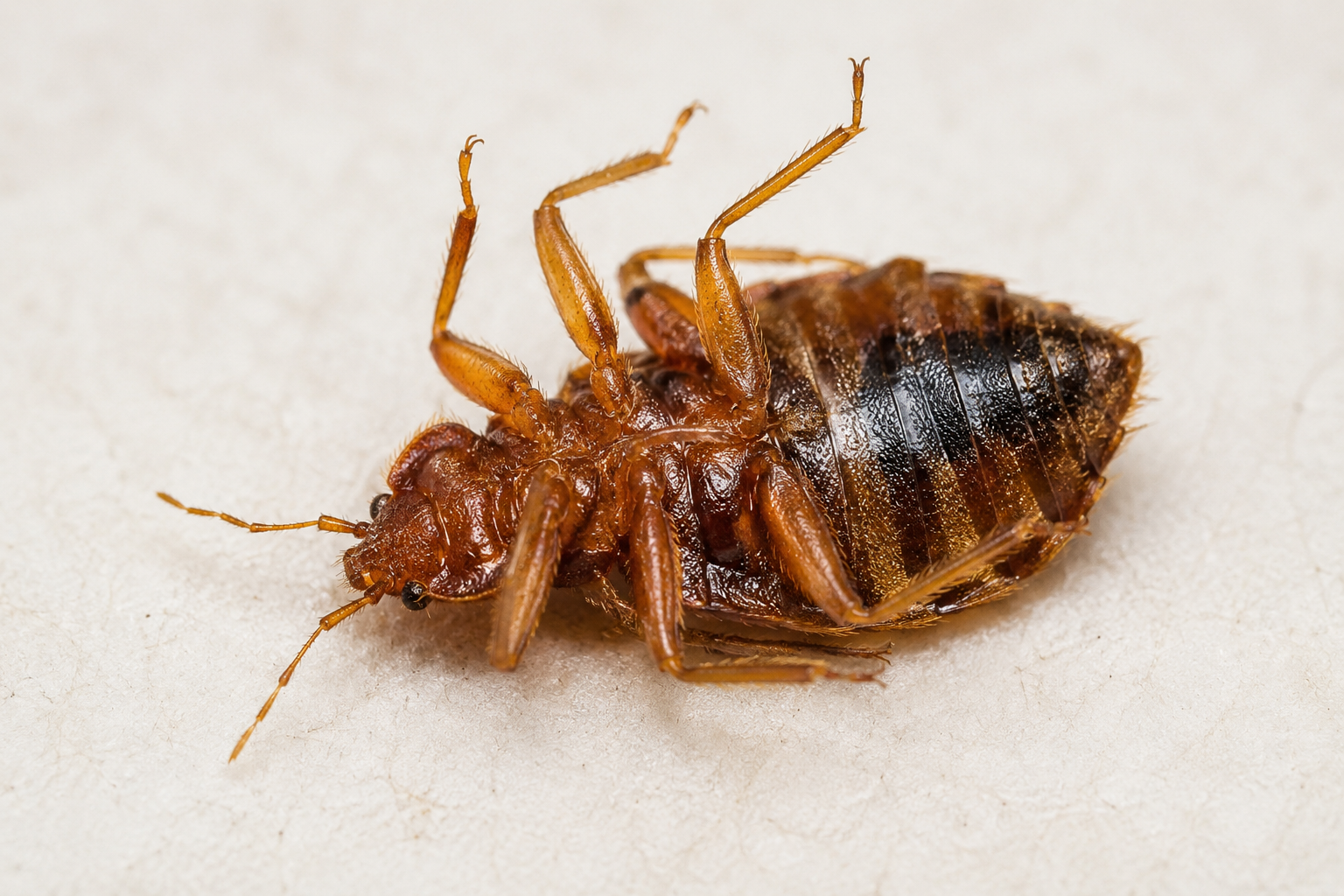 Dead bed bug after professional heat treatment