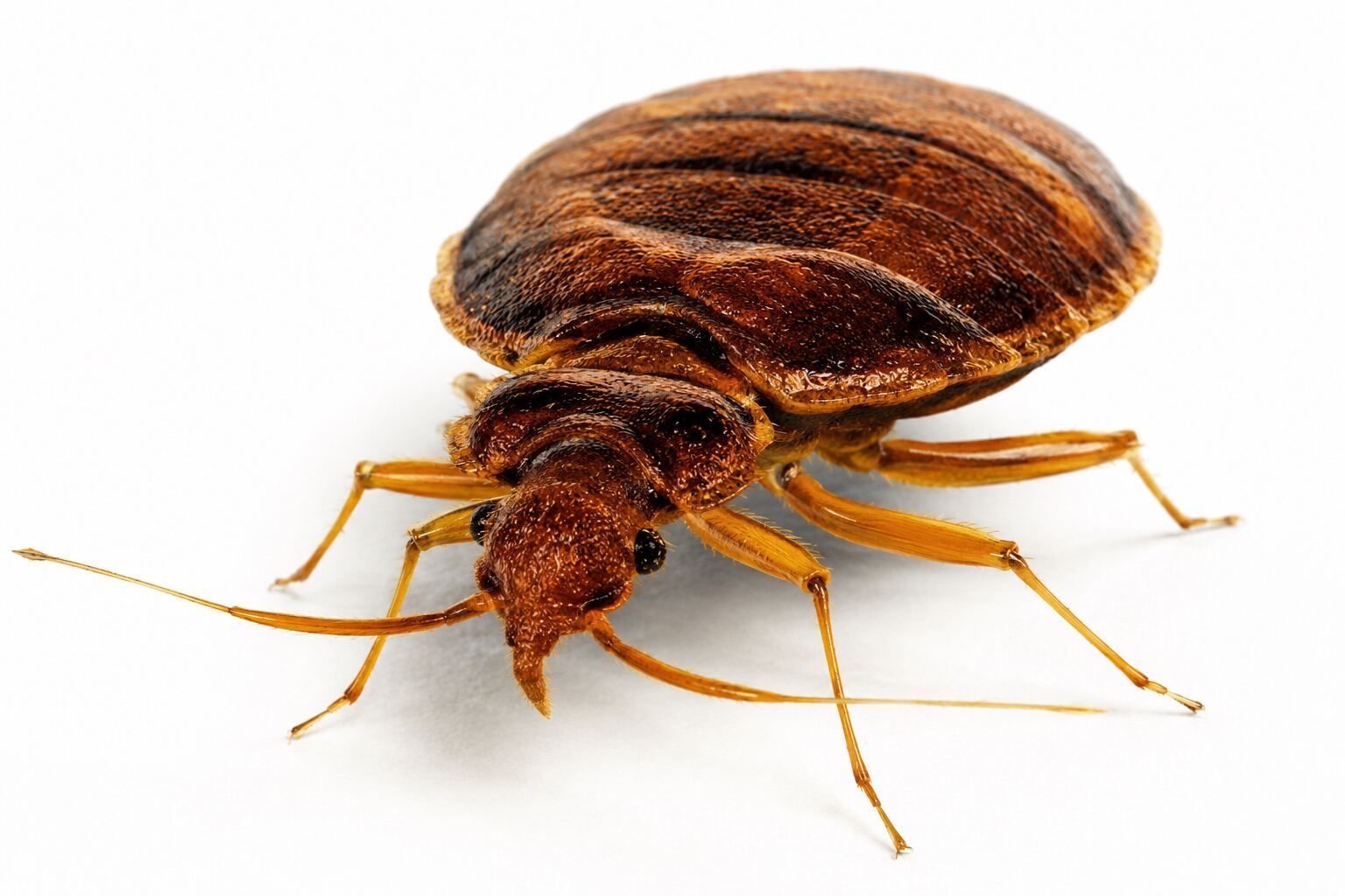 Professional bed bug heat treatment in a Datchet SL3 bedroom